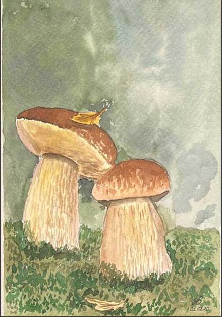 Белые грибы