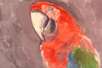 Macaw