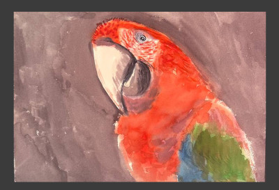 Macaw